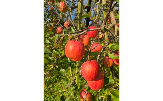 【2026年12月発送】サンふじ 訳あり家庭用 約5kg 12～23玉 りんご 果物 訳あり 信州 長野