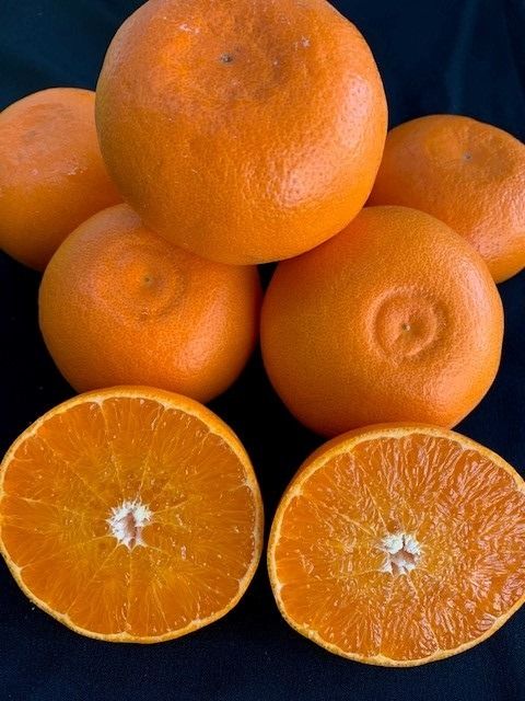 完熟せとか（9～15玉/サイズ指定不可） CC43