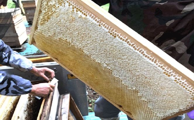 国産 生産直送 春日養蜂場のはちみつ300g3本セット（武将シリーズ徳川・井伊・福島）