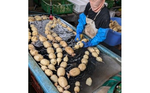 【定期便3ヶ月】【訳あり】土浦市産 れんこん 2㎏　味で勝負！タップリ大満足！ すずき蓮根農園のご家庭用れんこん「竹 2キロ」 ｜ 産地直送 茨城県 レンコン 蓮根 野菜 シャキシャキ ※2026年8月～発送
