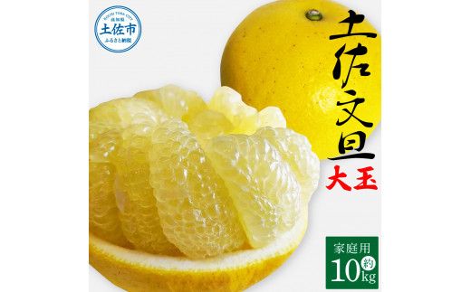 土佐文旦 家庭用 約10キロ（2L～4Lサイズ：16～21玉) 大玉 先行予約 数量限定 文旦 ぶんたん ブンタン 土佐文旦 柑橘 フルーツ 果物 