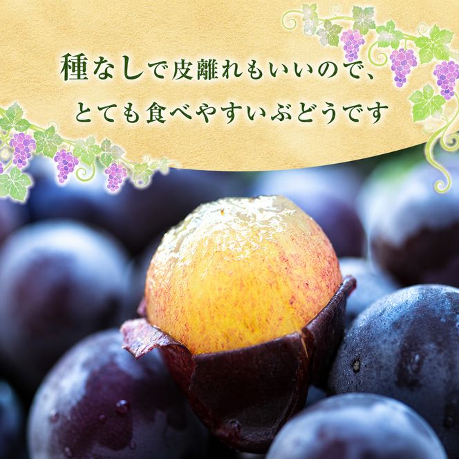 ニュー ピオーネ 約2kg 3～5房 ぶどう 葡萄 フルーツ 岡山 高梁市産 2026年 先行予約 果物類 果物 
