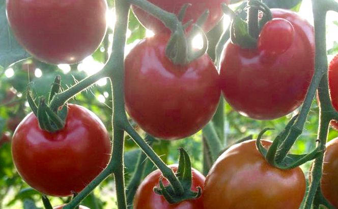 北海道仁木町産 ミニトマト100％ジュース1000ml×6本・自然栽培ブルーベリージャム120g×2本セット 栽培期間中 除草剤・化学農薬・化学肥料不使用 野菜ジュース 果汁飲料 野菜飲料 [iori farm hokkaido]