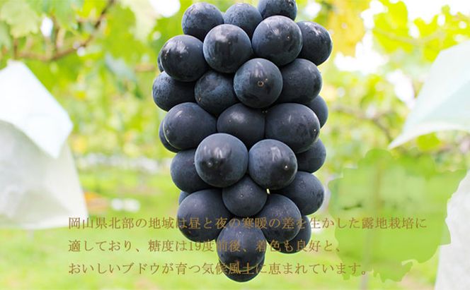 ぶどう 2026年 先行予約 ブラックビート 約600g×2房  ブドウ 葡萄  岡山県産 国産 フルーツ 果物 ギフト 岡山のブドウ デザート 食べ物 日本産 