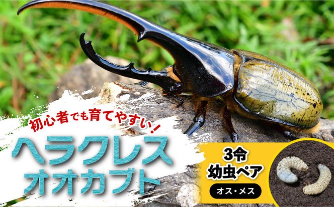 【先行予約】ヘラクレスオオカブト3令幼虫ペア ※育て方の説明書付き※配送不可地域あり【2026年9月から順次発送】 304018_CW003