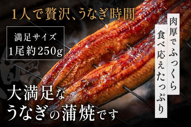 うなぎ蒲焼き1尾セット(約250g×1尾セット)【魚住商店】_HA1963 うなぎ 鰻 蒲焼 真空パック 福岡県宗像市 宗像市 福岡 宗像