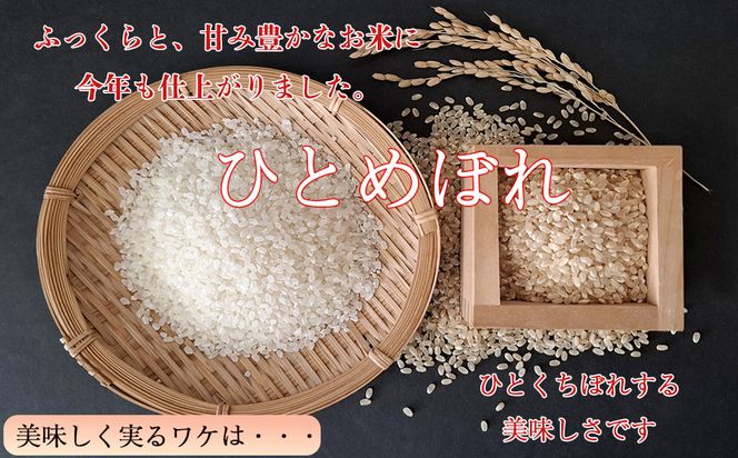 【12ヶ月定期便】減農薬栽培 ひとめぼれ 玄米 10kg（5kgx2袋） 【1113】