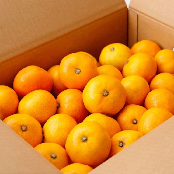 ＼光センサー選別／極 有田みかんプレミアム 10kg【光センサー 高糖度選別品】2S～Lの小玉サイズ 有機質肥料100% | 光センサー選別 温州みかん みかん 高糖度 柑橘 果物 フルーツ 甘い◇