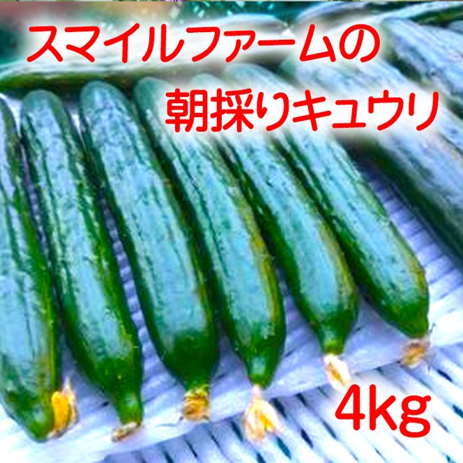 朝採りきゆうり4kg【FM01W1】