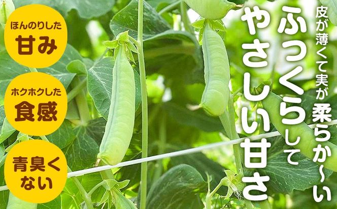 うすいえんどう 約2kg 湯川農園《2027年1月末-5月上旬頃出荷》和歌山県 日高川町 旬 新鮮 豆うすい グリーンピース 和歌山特産 豆ごはん 送料無料 ほくほく 甘い---wshg_ykw1_1m5j_25_15000_2kg---