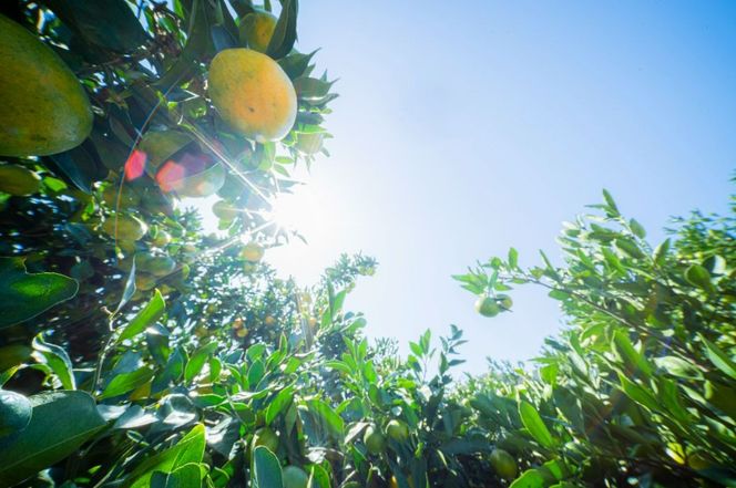 【愛媛県伊方町産】太陽の恵み！甘くてジューシーなみかん 媛の輝き 6kg（2025年11月下旬頃より順次発送） IKTE006