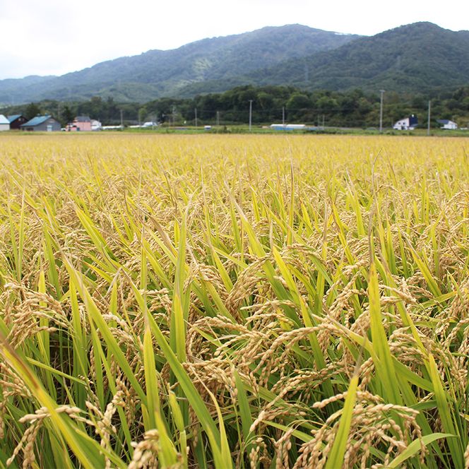 北海道仁木町 寄附のみの応援受付 500,000円コース（返礼品なし 寄附のみ50万円） 寄付 支援 応援 北海道 仁木町 [仁木町役場]