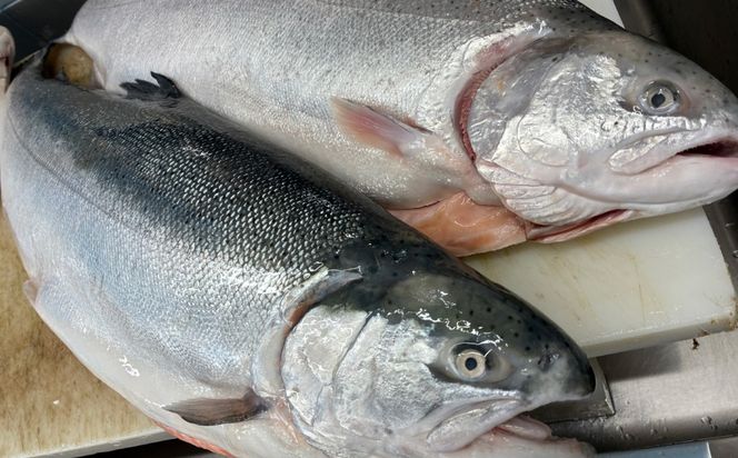 トラウトサーモン お刺身用 切身  200g×2パック / 刺身 海鮮 鮭 サーモン サケ さけ / 糸島市 / 塚本鮮魚店[ARO013]