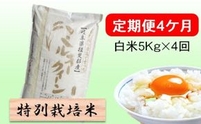 定期便 4カ月【 令和8年産 】毎月  白米 5kg【 ミルキークイーン 】