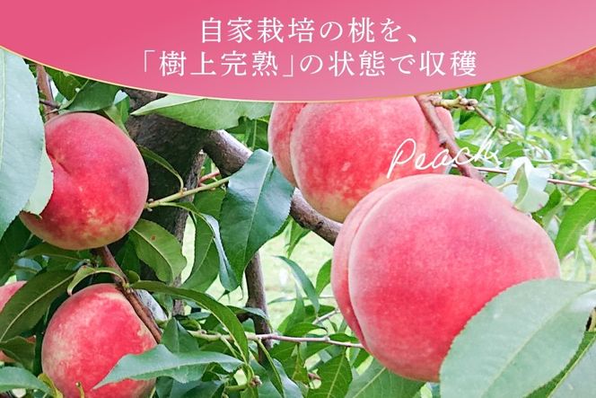 桃 冷凍 コンポート 2種 500g × 3パック [ノーザン・ベリーズ 北海道 砂川市 12261007] もも モモ フルーツ 果物 くだもの デザート トッピング