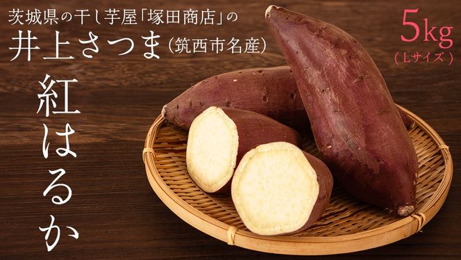 【 塚田商店 】 井上さつま 「 紅はるか 」 5kg ( Lサイズ ) 新物 ブランド芋 茨城県産 筑西市産 さつまいも サツマイモ いも 芋 イモ [BD037ci]