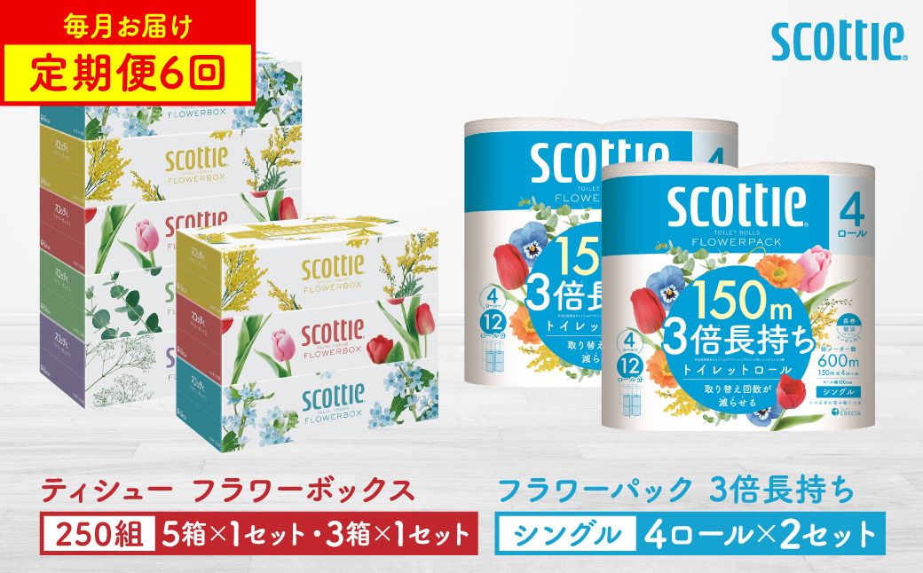 [定期便6回][毎月お届け][スコッティ] ティシュー フラワーボックス 250組(5箱パック×1セット・3箱パック×1セット)+フラワーパック 3倍長持ち(4ロール(シングル)パックx2セット)ティ
