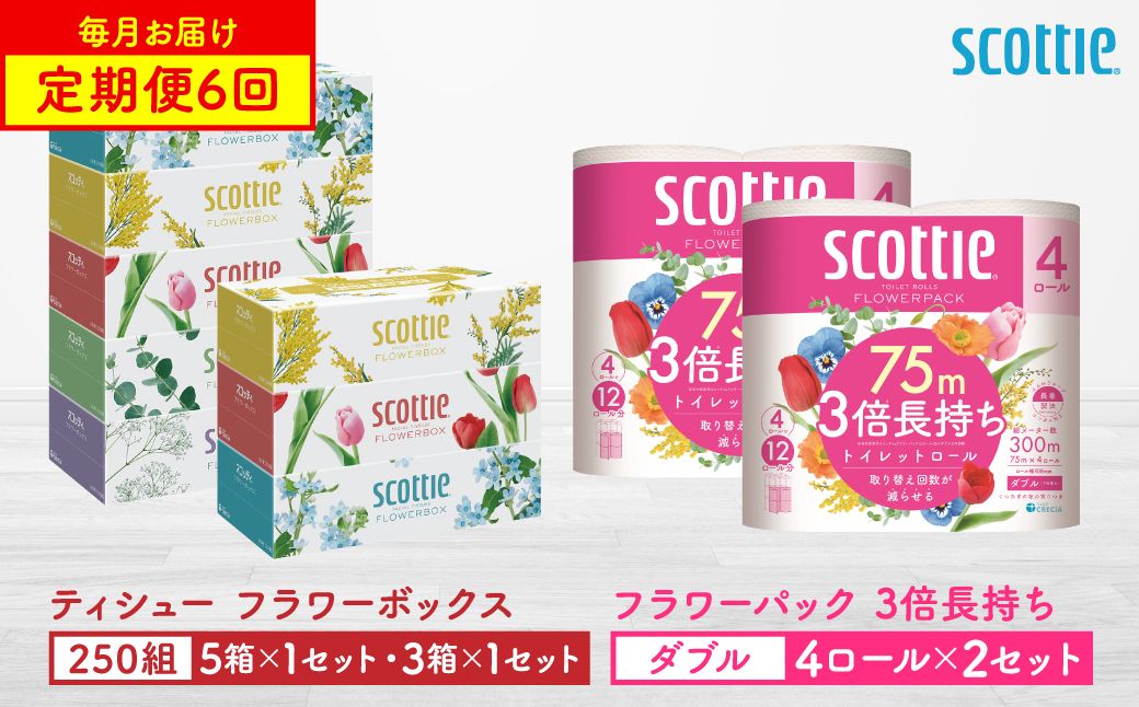 [定期便6回][毎月お届け][スコッティ]ティシュー フラワーボックス 250組(5箱パック×1セット・3箱パック×1セット)+フラワーパック 3倍長持ち(4ロール(ダブル)パックx2セット)