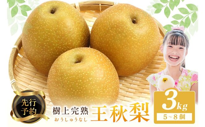 【先行予約】樹上完熟 王秋梨 3kg（5～8個）（2026年12月上旬～発送） 果物 梨 王秋 国産 先行予約 期間限定 ふるさと納税 フルーツ ふるさと納税 なし ふるさと納税 梨 農家直送 果樹園直送 生産者応援 農家応援 送料無料　BF00025