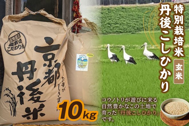 【先行予約】令和8年産 丹後こしひかり 玄米10kg 【特別栽培米】新米　KU00059
