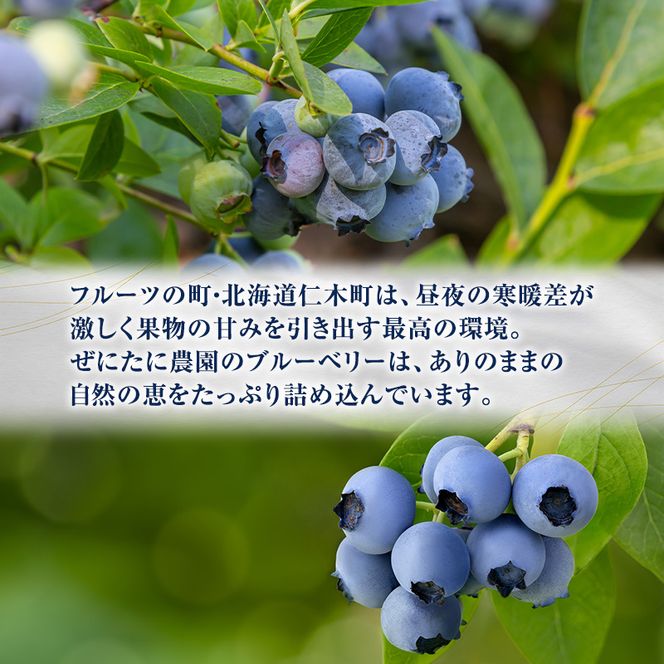 先行予約【朝採り】当日冷凍「北海道ニキブルーベリー」1kg（500g×2）サイズ混載 果物 くだもの 冷凍 フルーツ ブルーベリー 北海道 仁木［ぜにたに農園］