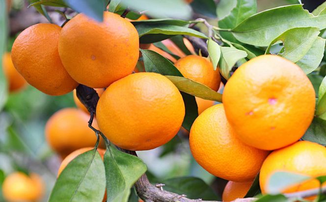 有田の旬の食べごろみかん約5kg（サイズ混合）（秀・優品混合）★2026年11月下旬頃より順次発送 ［TM226］ 303446_XH92277