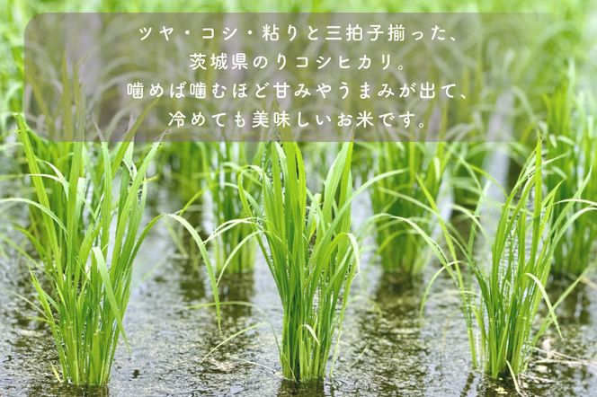AL008　無洗米！茨城県産コシヒカリ１０ｋｇ！令和5年産米！