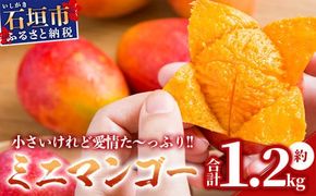 【先行予約】【数量限定】石垣島産ミニマンゴー 【マンゴー ミニマンゴー フルーツ 沖縄県 石垣市 沖縄県石垣市 トロピカル デザート 産地直送 旬 石垣島産 マンゴー 完熟マンゴー 】HI-4