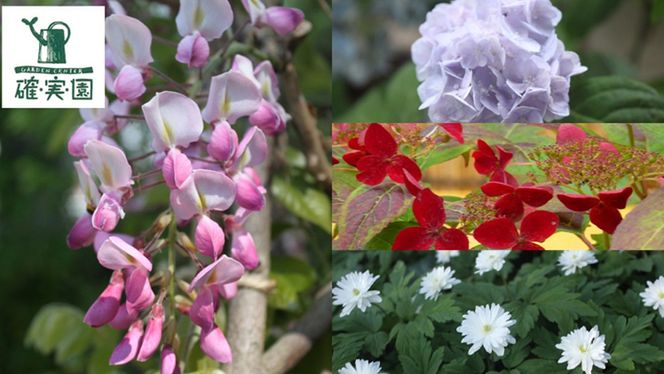 シクラメン【 おまかせ 1点 】 ガーデニング 花 はな フラワー 鉢 鉢植え 常温 ギフト プレゼント 贈り物 贈答 牛久市 確実園 [BG009us]