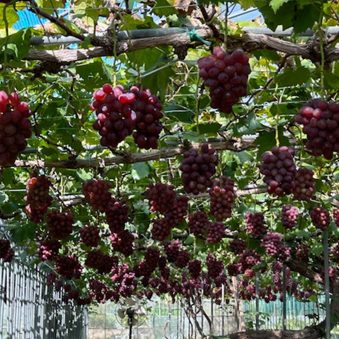 ぶどう 2026年 先行予約 紫苑1房（700g以上）化粧箱入り ブドウ 葡萄 岡山県産 国産 フルーツ 果物 ギフト 