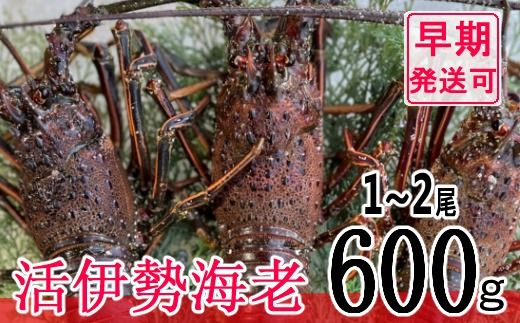 [漁師直送]活伊勢海老600g[ お刺身 ・ お鍋 などに おすすめ ]