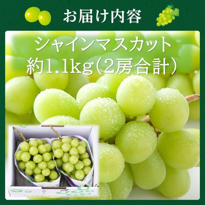 2027年 早期受付【高島屋選定品】シャインマスカット 約1.1kg（2房合計）岡山県高梁市産 個装箱入り 葡萄 ブドウ 贈り物
