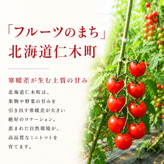 2027年発送 先行受付[栽培期間中 農薬・化学肥料不使用] 北海道 仁木町産 ミニトマト エコスイート 1.2kg×6箱 サイズ混載 トマト 野菜 [Farm Watanabe]