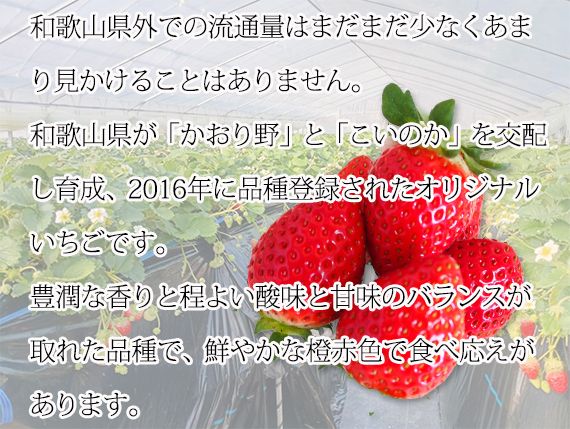 【来シーズン先行予約】紀州和歌山ブランドいちご「紀の香」約250g×4P※2027年1月中旬～2027年3月中旬頃順次発送（お届け日指定不可）【uot868】