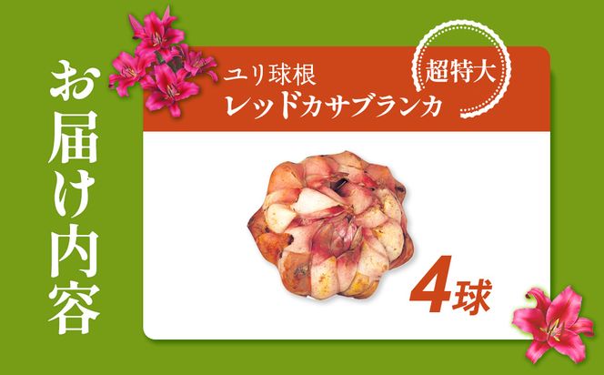 【期間限定】ユリ球根　超特大球レッドカサブランカ4球  赤花品種 花 フラワー 園芸 ガーデニング 植物 高品質 送料無料