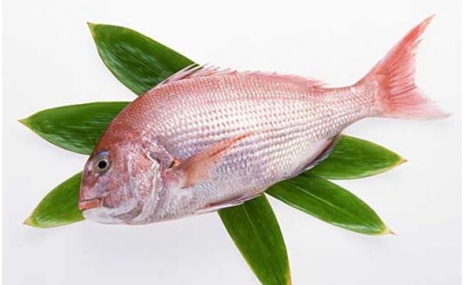 KYF009　高知産「真鯛」炊込みの素250g　3合炊込み用タレ付