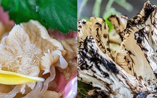 FYN9-448 山菜料理専門料亭「玉貴」月山 秋の香味箱（採れたてのキノコ料理・七茸芋煮・そばの詰合せ）2人前 2026年9月下旬から順次発送 秋の味覚 秋 山菜 きのこ 茸 芋煮 いも煮 蕎麦 そば 詰め合わせ セット 食べ比べ 贈答 ギフト 山形県 西川町 月山