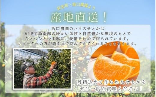 みかん せとか 阪口農園のハウスせとか 3kg (2L～3L 9玉～12玉) 【先行予約】【数量限定】【2026年2月中旬～3月中旬までに順次発送】 せとか ハウスせとか みかん ミカン 蜜柑 柑橘 フルーツ 果物 くだもの 旬 産地直送 農家直送【msa001B】