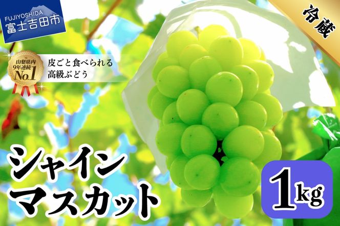 【2026年発送】山梨県産 シャインマスカット約1㎏（2～3房）  シャインマスカット ぶどう シャイン 山梨県産 フルーツ 果物 産地直送 数量限定 山梨 富士吉田 フルーツ 富士吉田市