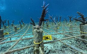 さんごの楽園プロジェクト(さんごの苗植え付け2本)【 海 海底 アクテビティ さんご サンゴ礁 サンゴ 自然 酸素 海を守る 守る SDGs 地球 地球保全 保全活動 森林 オアシス 石西礁湖 地球温暖化 環境 石垣島沖 さんご苗 苗 旅行 ツアー 海景色 海洋 海辺 海中 石垣島 石垣 沖縄 沖縄県 島 自然 】 SY-1