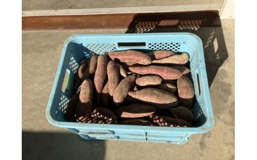 さつまいも（シルクスイート）5kg｜茨城県常総市産 さつまいも サツマイモ お芋 芋 スイーツ ポテト  有機栽培　野菜　国産 ※2025年12月中旬～2026年3月中旬頃に順次発送予定