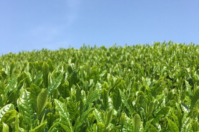 宇治・煎茶ティーバッグ 5g×20個×5袋〈お茶 茶 煎茶 緑茶 かぶせ茶 飲料 ティーバッグ 煎茶ティーバッグ ティーパック 宇治茶 日本茶 加工食品〉