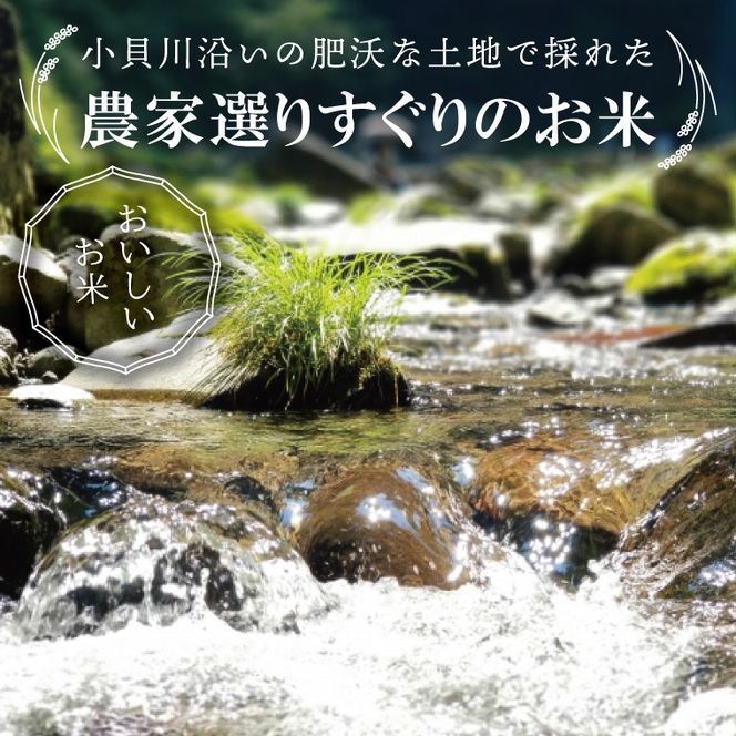 R7年産取手市産コシヒカリ 玄米20kg（5kg×4袋）|お米 米 こしひかり コシヒカリ 玄米 茨城県 取手市（BS015）