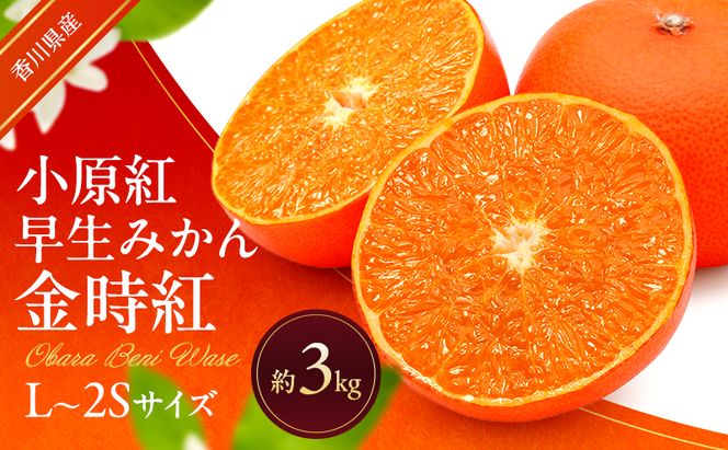 小原紅早生みかん (金時紅) 約3kg 早生 蜜柑 みかん ミカン 柑橘 フルーツ 果物 くだもの 果実 旬の果物 旬のフルーツ 香川 香川県 東かがわ市