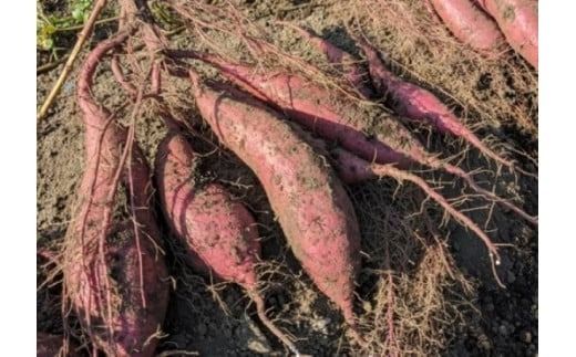 [産地直送]小林市産さつまいも「紅はるか」4kg