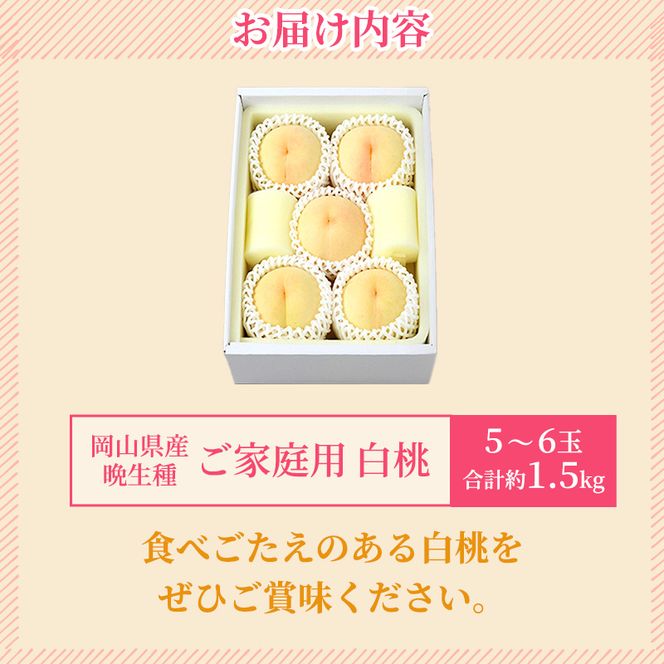 桃 2026年 先行予約 ご家庭用 白桃（晩生種）5～6玉 合計約1.5kg もも モモ 岡山県産 国産 フルーツ 果物 ギフト