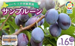 【先行予約：2026年9月中旬以降発送】小玉で食べやすい！ 余市産 生プルーン 1.6kg サンプルーン 甘酸っぱい_Y127-0018