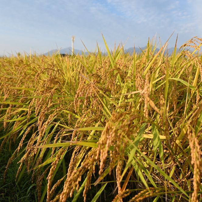 【生活応援米】湧水で育った小林市産ブレンド米 20kg（5kg×4袋 お米 米 ブレンド米 白米 精米 家庭用）
