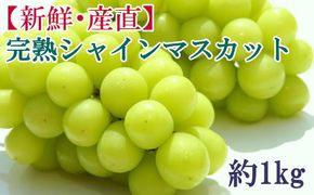 【先行予約】和歌山県産完熟シャインマスカット約1kg【2026年度発送分】 ※2026年9月上旬～2026年9下旬頃に順次発送 ※北海道・沖縄・離島配送不可 【tecj1038】 