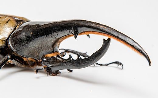 【1セット限定！】完璧育成！上峰町産「ヘラクレスオオカブト」 N-95